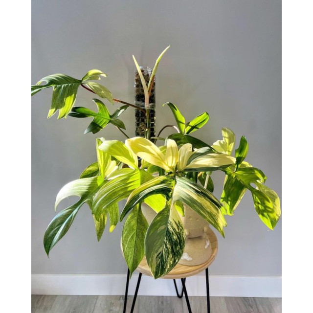 philo dendron florida beauty variegated