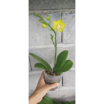 Anggrek Bulan bunga kuning polos dewasa/spike Niming tanaman hias