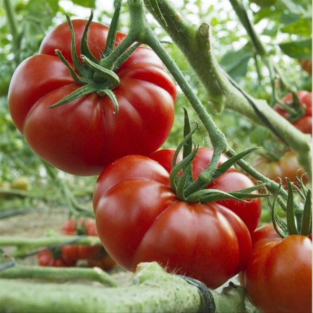 Benih Seribuan - Bibit Sayuran Tomat Keriting Mawar Unggul Premium