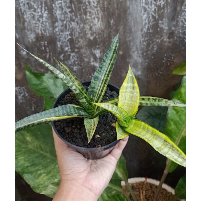 sansevieria cordova variegata