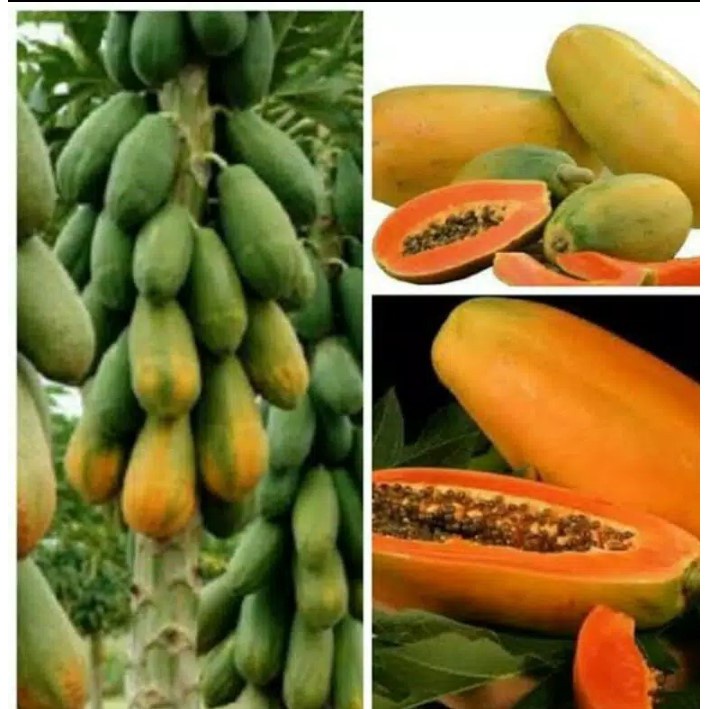 BIBIT PEPAYA CALIFORNIA SIAP TANAM (beli 5 gratis 1)