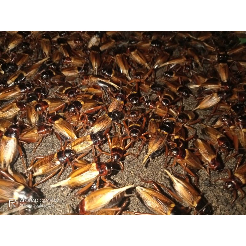 Telur jangkrik kalung/genggong 1 kg