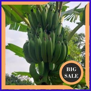 

Bibit Pisang Nangka last stok 54PR23
