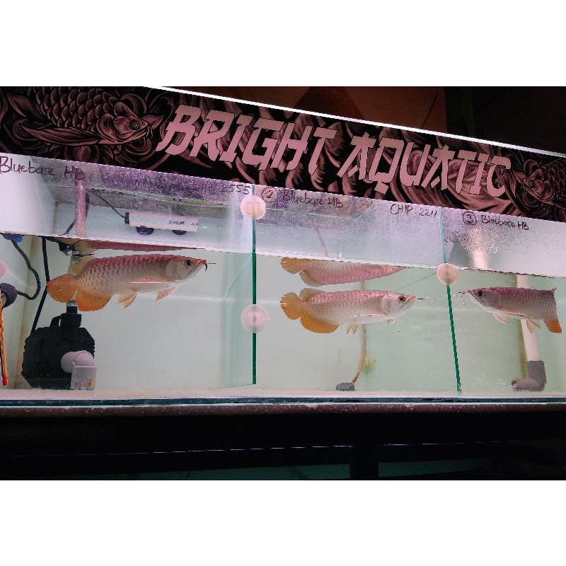 Arwana Golden Red Bluebase Lengkap Sertifikat & Chip