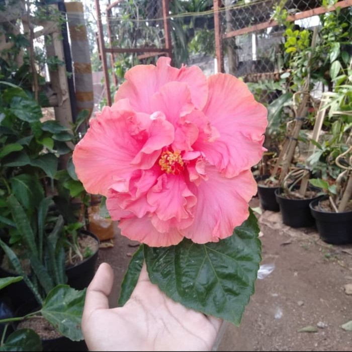 Hot Sale Tanaman Hibiscus / Bunga Sepatu Tumpuk Jumbo Merah Terbaru