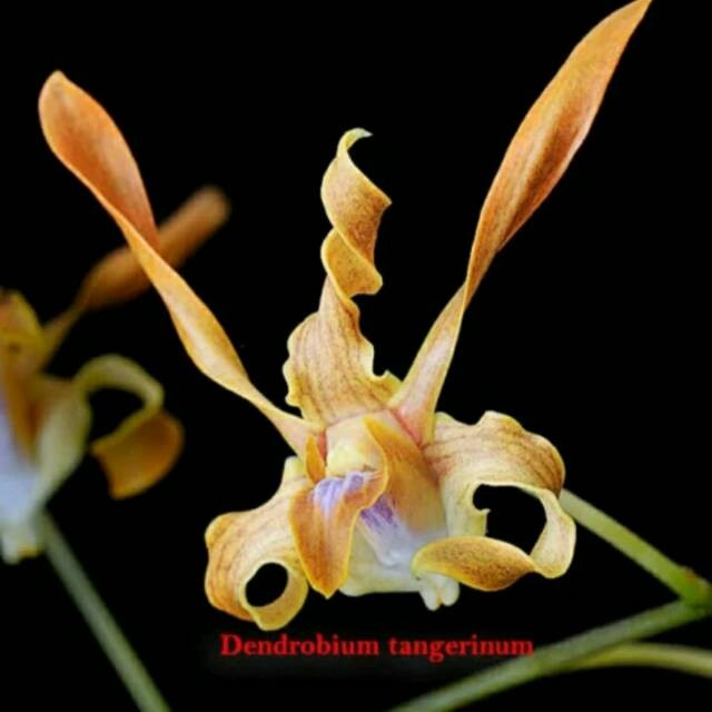 Diskon Spesial Anggrek Dendrobium Keriting.Tangerinum Termurah