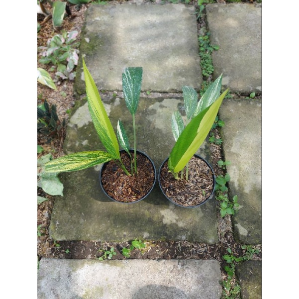 epipremnum amplissimum variegata real pict