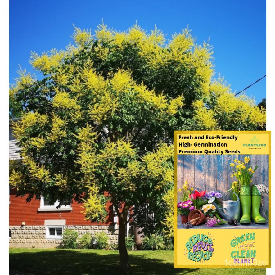 Pohon hujan emas k34-1 gram bibit tanaman berbunga Semai tinggi biji P2G B7S9