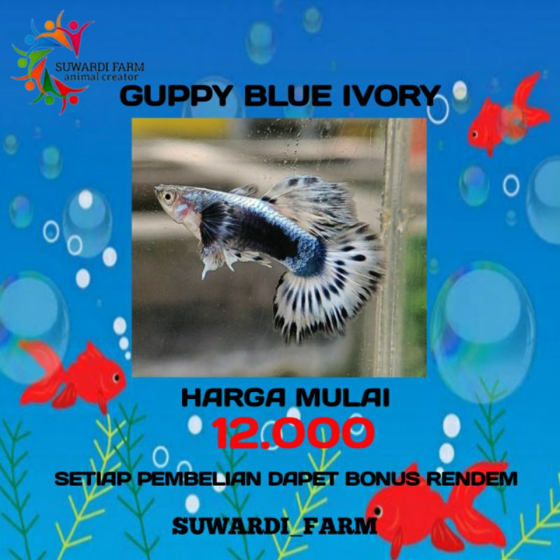 Aksesoris Akwarium (Guppy Blue Ivory)