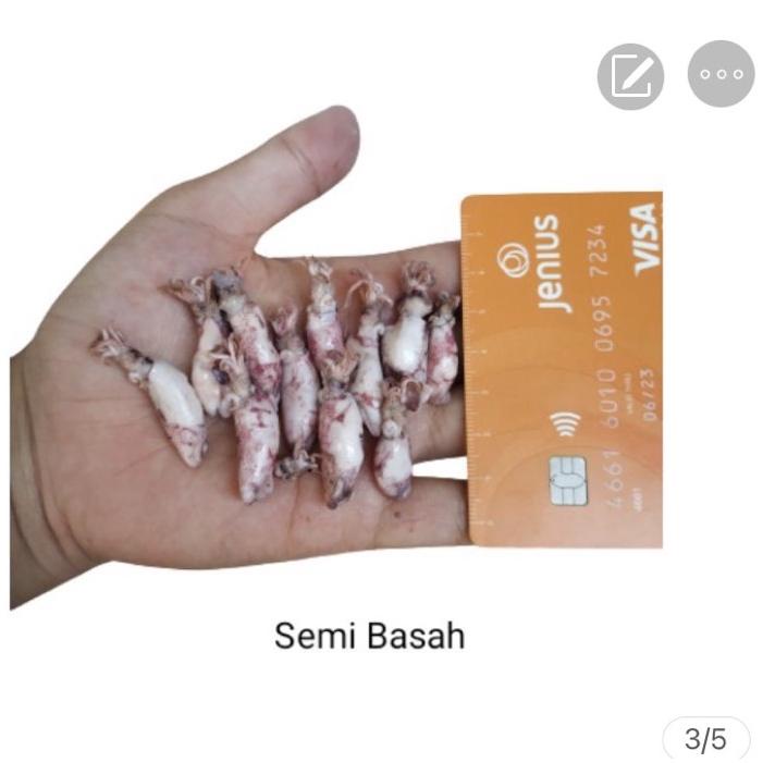 

COD✔️⭐Baby Cumi Semi Basah asin 1-3 cm 1 kg