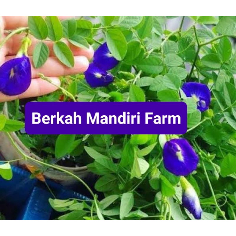 Kembang Telang Ungu - Bibit Tanaman Herbal Kembang Teleng - Bibit Kembang Telang