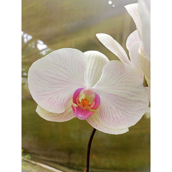 anggrek bulan grade B jumbo putih kekuningan garis pink lidah pink phalaenopsis hybrid bunga super b