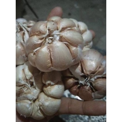 

Termurah | FG2 | Bawang putih banci / honan bersih 1 kg