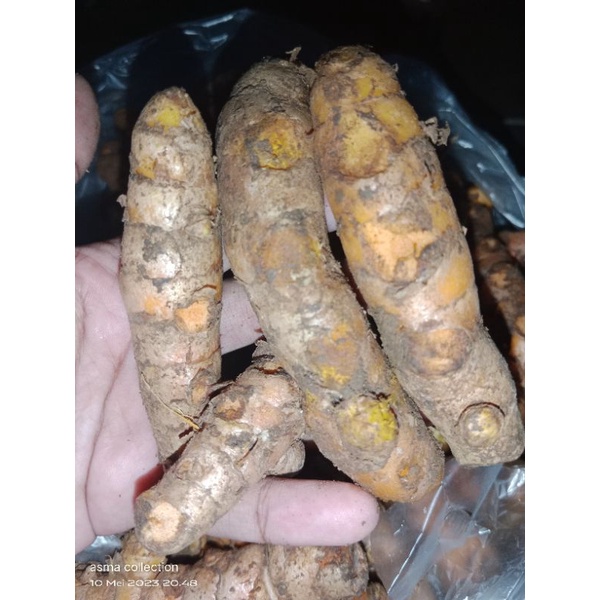 

Kunyit Bumbu Masak dapur