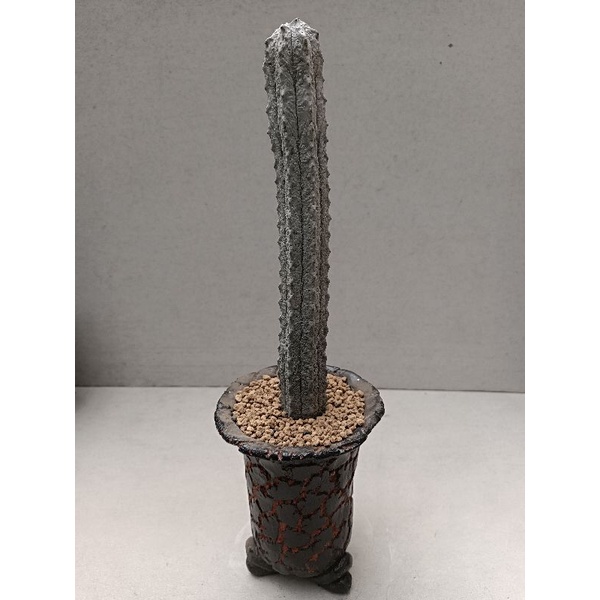 Kaktus Euphorbia Abdelkuri cv Damask Big Size