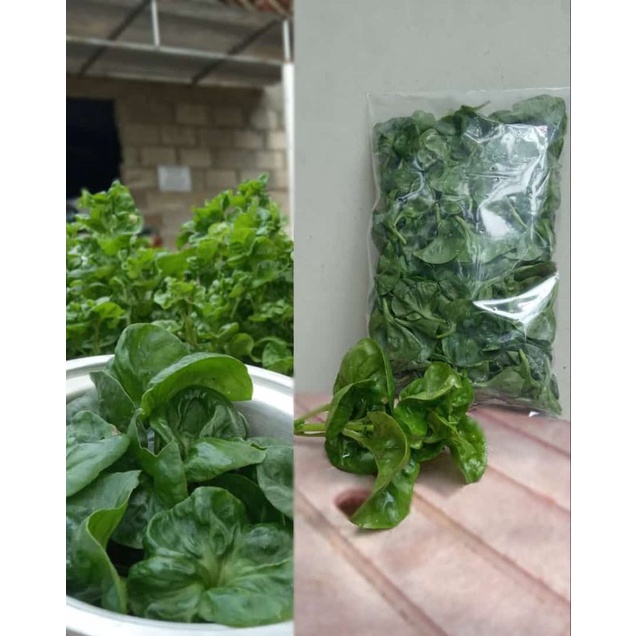 

Daun Bayam Brazil