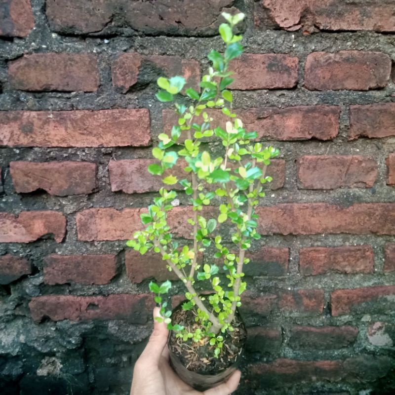 Mirten Malpighia coccigera / Mirten Duri Bahan Bonsai