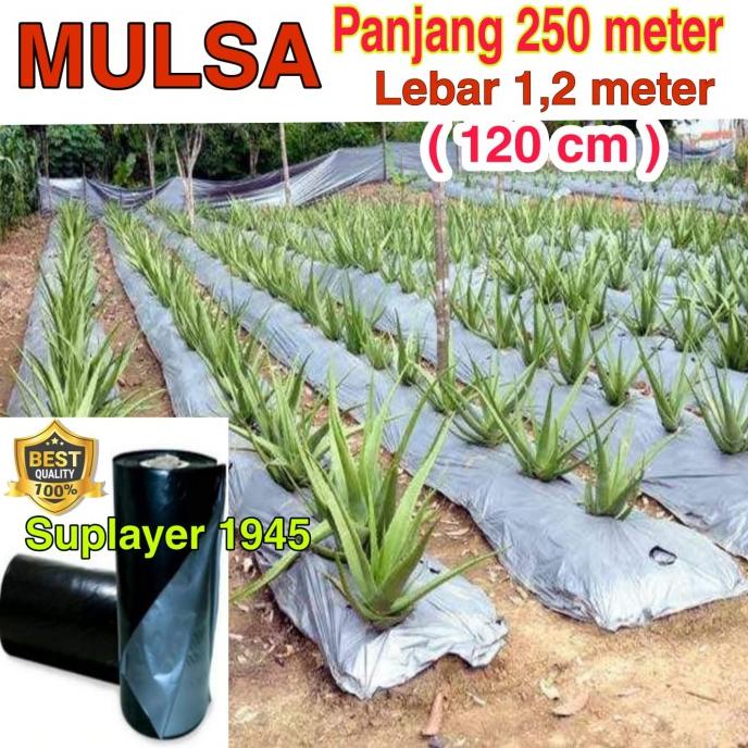 MULSA ( 1 ROLL )