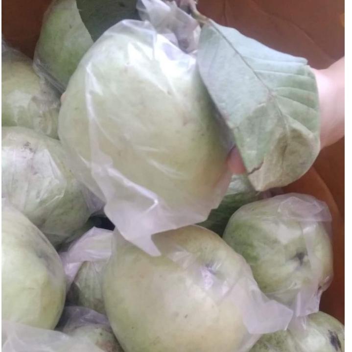 

[PRODUK ikBZ042] JAMBU KRISTAL fresh per/ 1kg tanpa biji (GRAD A) Kualitas Super ➩Terbaru