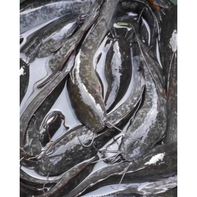 

Ikan Lele Bandung Segar Sudah Dibersihkan/Hidup 1Kg