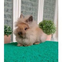 kelinci Lion Head LH lionhead