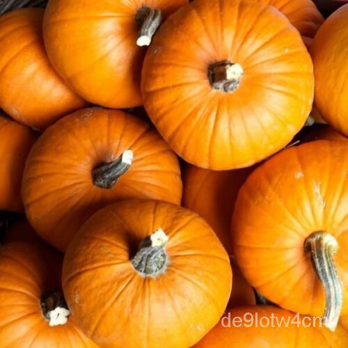 

Pepo+ +์Labu Pie|SugarCucurbite พ15 | ดุล ั เ 5+ ็ม30+BenihนAS Non-transgenik60 ธ XW8C