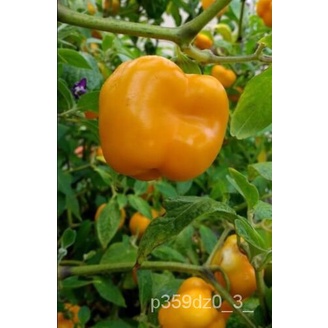 

Atau ApelุChili Chili(Biji-bijian SegarมธพดPriaเBenihpubescens์ ัCapsicumนลDukungan25Rokozano)็ SPBP