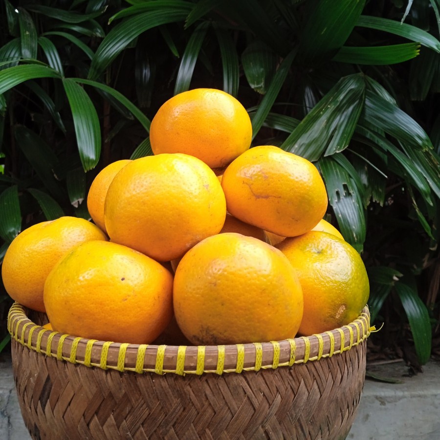 

Jeruk Medan Manis Fresh 1 kg