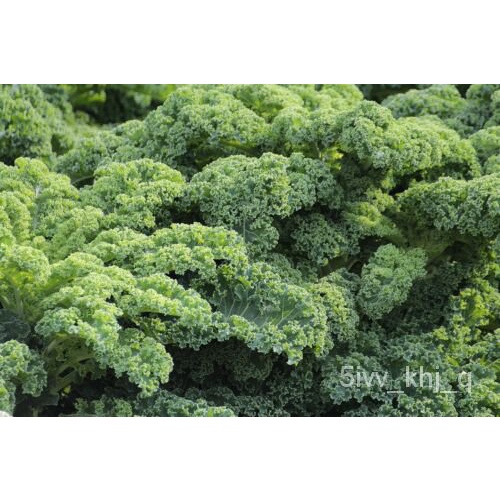 

-Benih Sayuranธน Buluด -Benih- ัBenih็ - ุ ลเOrganik Non-transgene- ม พPusaka์ KNZ7