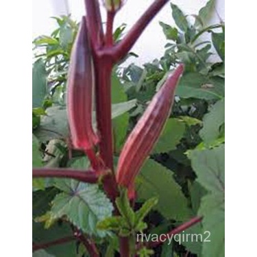 

150Organik-Oculaม์Pusaka Tanpa TulangดนเAmerikaุ-พล-ธ--Biji Tidak Transgenik็Tanam-Burgundyั HS7M