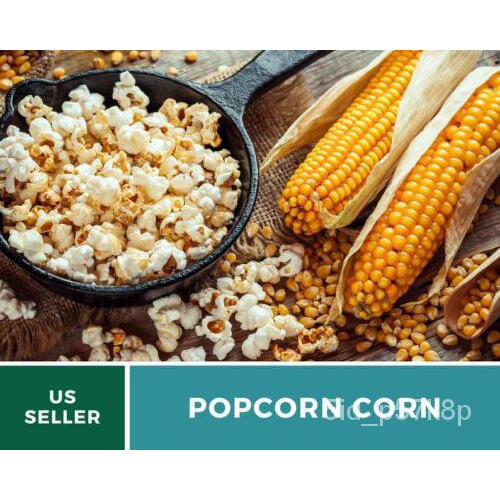 

Pusaka- ธJagung Non-transgene ด AndaพDiri็์Popcorn--Tanamุ-60มเลั น Biji Kuning Popcorn, AUOP