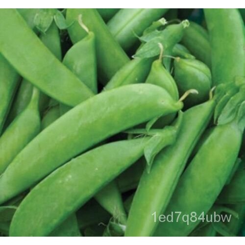 

ล50นเSuper ็Non-transgene ดSpesiesSnap,SugarธSnowSugarBenih,,์ ,ุBenihั มพPeasBiji Kacang TasSnap T