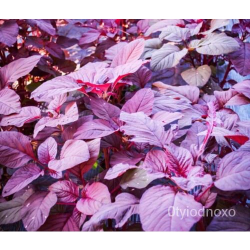 

+KiwchaBenihพMerah ุAmaranthเBayam Mikro ็มAmerika์Biji Merah Garnetั1000ลดHijauธนTaman Q726