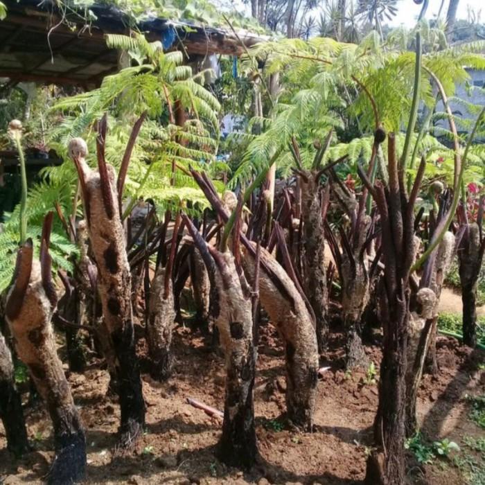 Best Seller Pakis Monyet 2 Meter - Paku Tihang Peneduh Taman - Tanaman Hias Rimbu