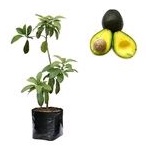 Bibit Alpukat Hass Asli