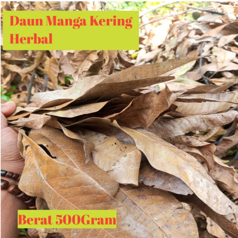 

Daun Mangga Herbal super kering 500gram