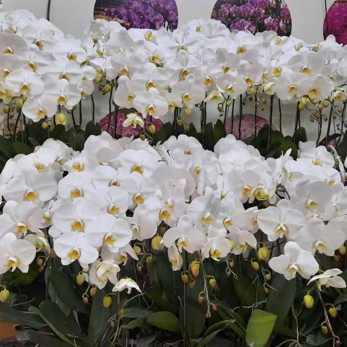 Bunga Anggrek Bulan Premium Eka Karya 1 pohon (pot plastik/polybag)