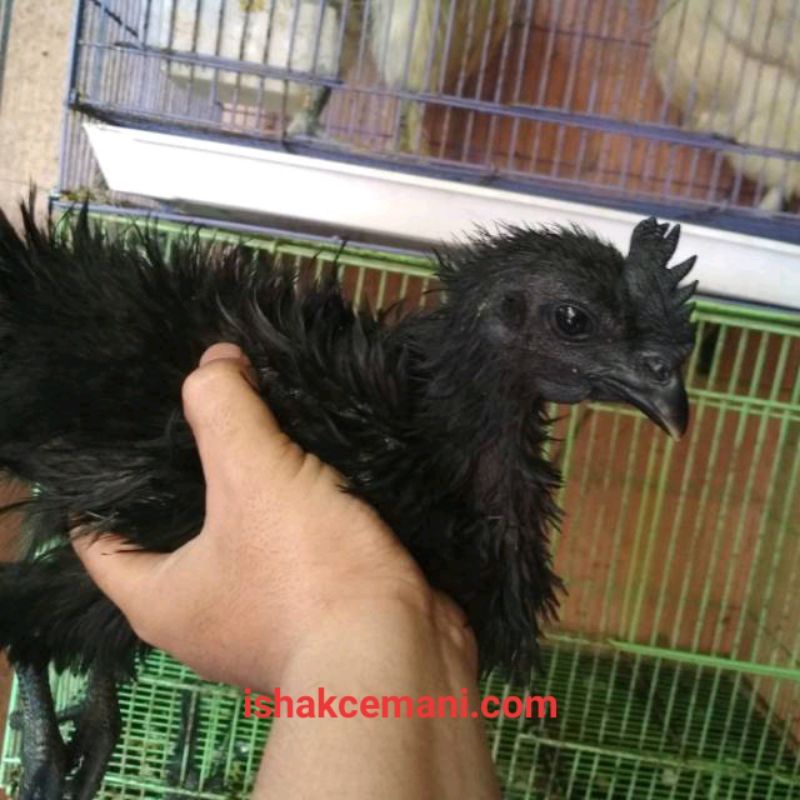 

Sepasang Ayam Cemani Walik 3 Bulan Up