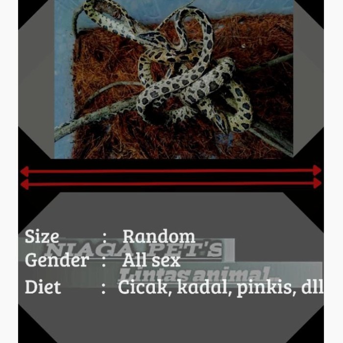 ular tutul (boiga multomaculata)