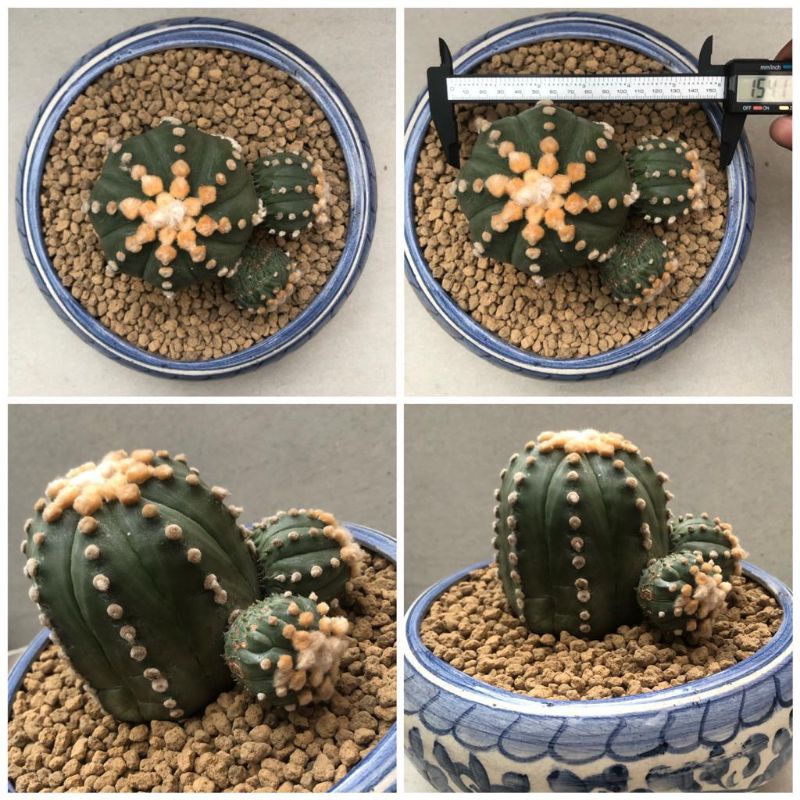 Kaktus Astrophytum Oibo Big Size