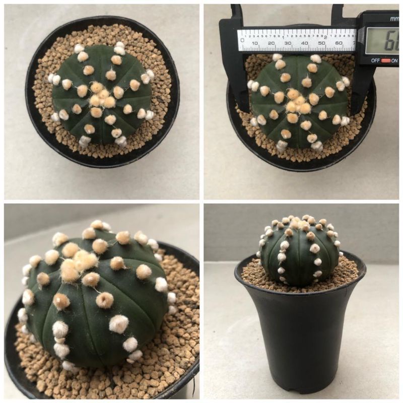 Kaktus Astrophytum Oibo