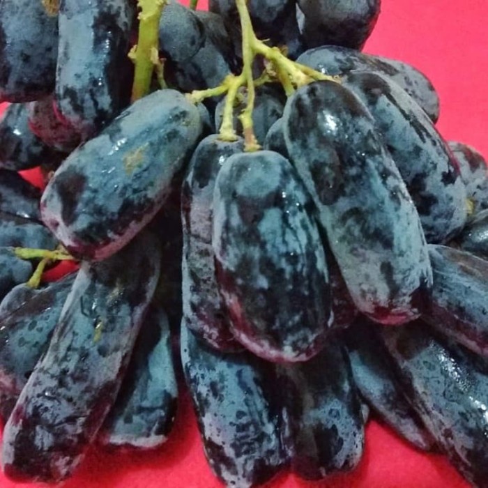 

moondrops ( anggur jari)