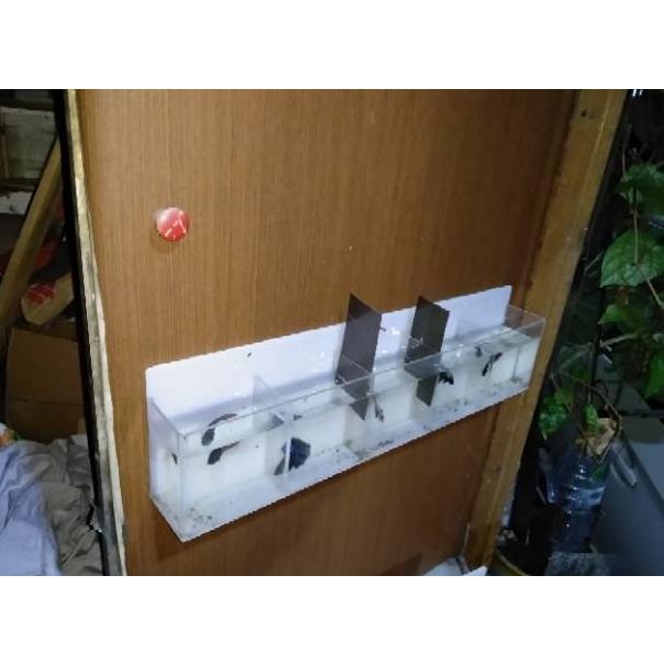 Aquarium Akrilik Dinding Mini Ikan Cupang 5 Kamar..
