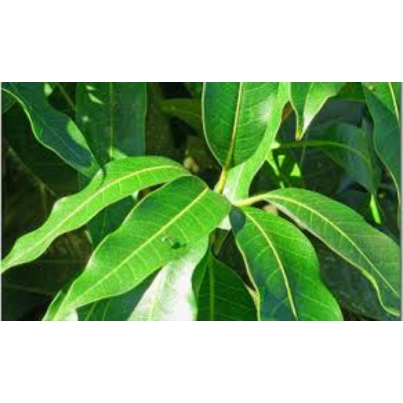 

Manggo Leaves . Fresh