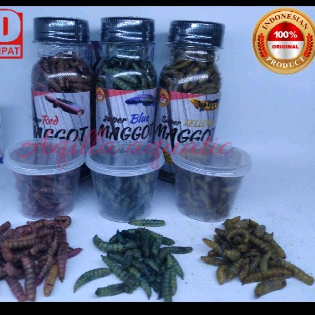 maggot kering bsf red blue yellow black | super maggot grade A