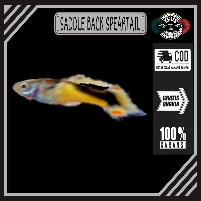 Guppy Saddle Back Speartail pasangan hiasan akuarium