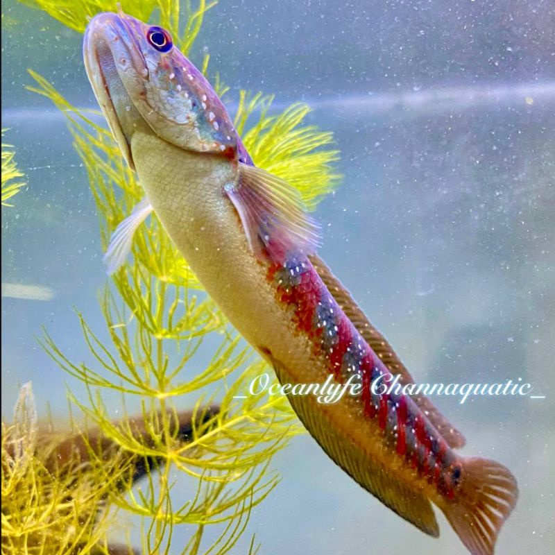 [GARANSI D.O.A] ASIATICA RS PURE