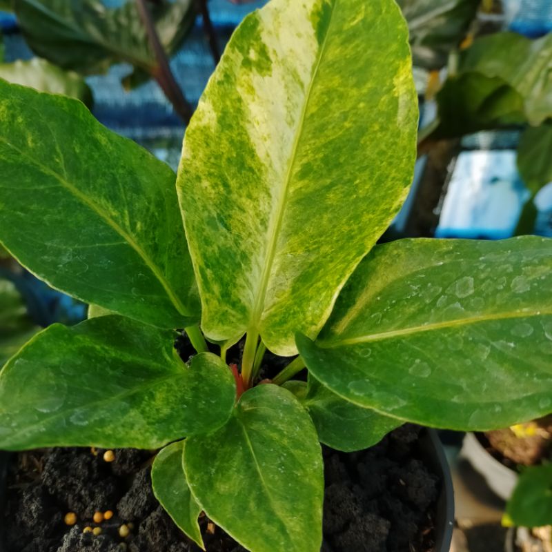 Anthurium black beauty varigata