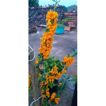 Saeng Simbur Bunga Kuning ( Brya Ebenus )