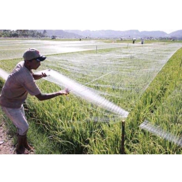 ➙ Jaring burung sawah lebar 7,5m panjang 100yds jaring burung pipit jaring burung emprit jaring buru